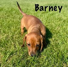 Dachshund puppies - Photo 2