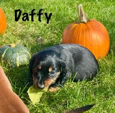 Dachshund puppies - Photo 3