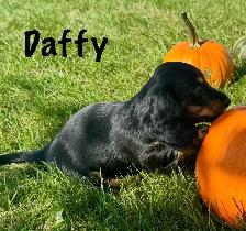 Dachshund puppies - Photo 4