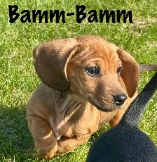 Dachshund puppies - Photo 5