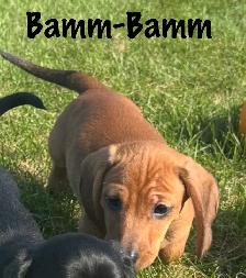 Dachshund puppies - Photo 6
