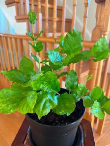 Jasmine Plant-$20 - Photo 3