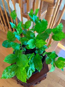 Jasmine Plant-$20 - Photo 5