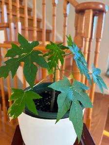 Papaya Flute Plant-$18 - Photo 5