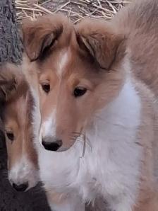 Beautiful female Rough Collie