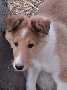 Beautiful female Rough Collie - Photo 2