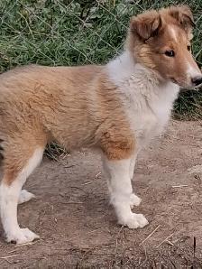 Beautiful female Rough Collie - Photo 4