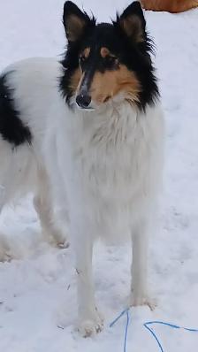 Beautiful female Rough Collie - Photo 5