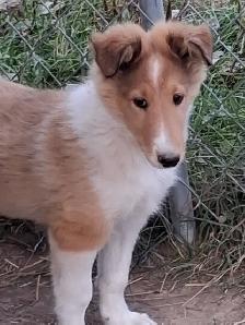 Beautiful female Rough Collie - Photo 6