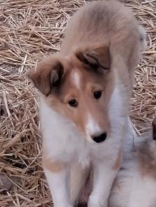 Beautiful female Rough Collie - Photo 7