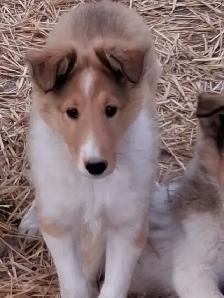 Beautiful female Rough Collie - Photo 8