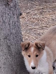 Beautiful female Rough Collie - Photo 9