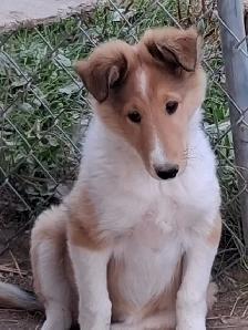 Beautiful female Rough Collie - Photo 10