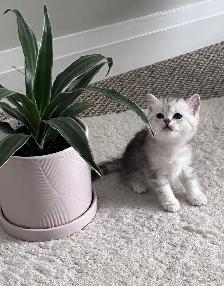 Scottish fold and straight kitten - Photo 4