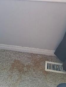 Solo Cleaner Looking For Casual Clients! - Photo 2