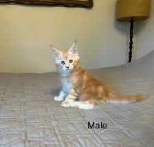Maine Coon Kittens - Photo 2