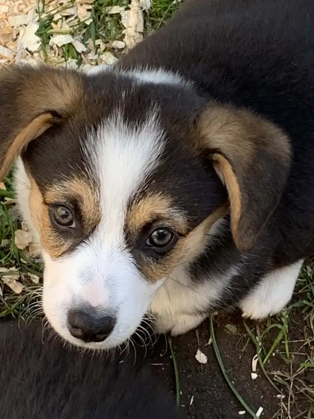 Corgi Puppies