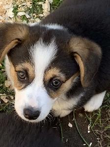 Corgi Puppies