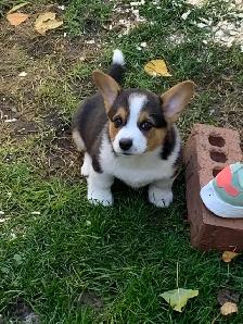 Corgi Puppies - Photo 2