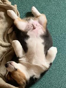 Corgi Puppies - Photo 3