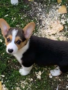 Corgi Puppies - Photo 4