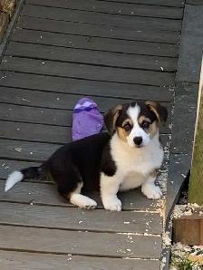 Corgi Puppies - Photo 5