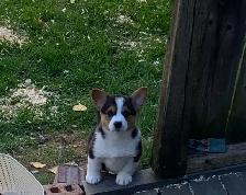 Corgi Puppies - Photo 6
