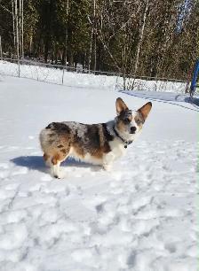 Corgi Puppies - Photo 8
