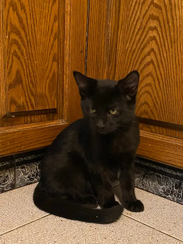 Adorable Male Kitten for Rehoming