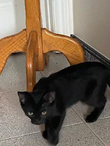 Adorable Male Kitten for Rehoming - Photo 3