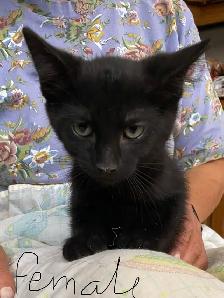 Adorable Male Kitten for Rehoming - Photo 4