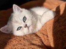 Chatons Scottish femelles