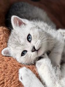 Chatons Scottish femelles - Photo 2