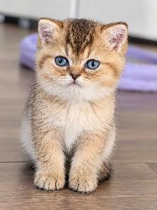 Chatons Scottish femelles - Photo 3