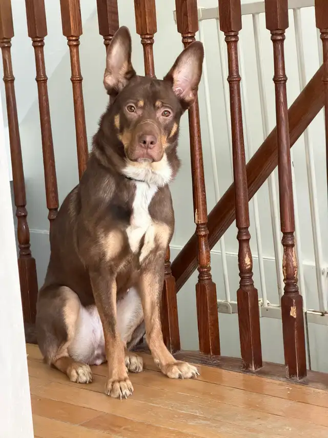 Free dog for rehoming