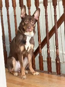 Free dog for rehoming
