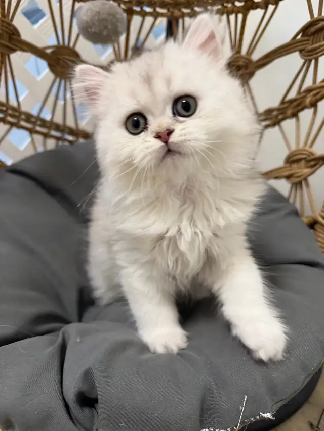 Scottish fold/straight kittens (Ready for rehoming)