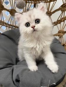 Scottish fold/straight kittens (Ready for rehoming)