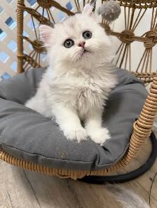 Scottish fold/straight kittens (Ready for rehoming) - Photo 2