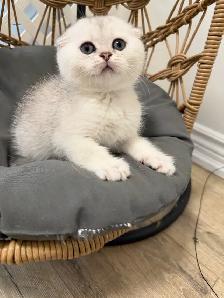 Scottish fold/straight kittens (Ready for rehoming) - Photo 3
