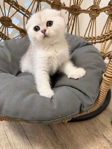 Scottish fold/straight kittens (Ready for rehoming) - Photo 4