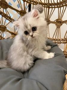 Scottish fold/straight kittens (Ready for rehoming) - Photo 5