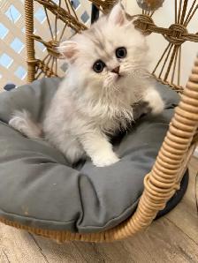 Scottish fold/straight kittens (Ready for rehoming) - Photo 6