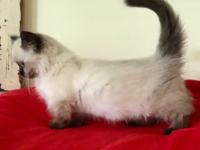 ♥️ RAGDOLL MUNCHKIN ♥️