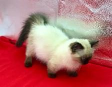 ♥️ RAGDOLL MUNCHKIN ♥️ - Photo 2