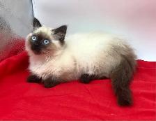 ♥️ RAGDOLL MUNCHKIN ♥️ - Photo 3