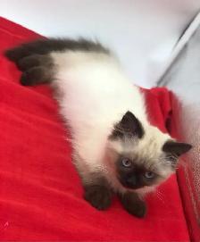 ♥️ RAGDOLL MUNCHKIN ♥️ - Photo 4