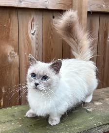 ♥️ RAGDOLL MUNCHKIN ♥️ - Photo 5