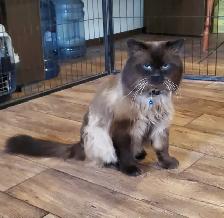 ♥️ RAGDOLL MUNCHKIN ♥️ - Photo 6