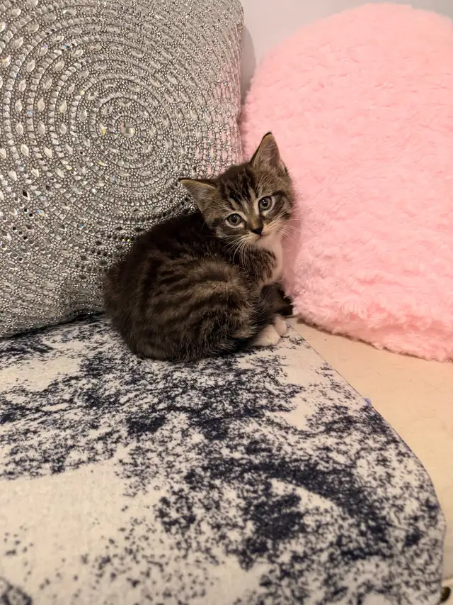 ❤️Bengal mix Adorable Kittens ❤️Last one !